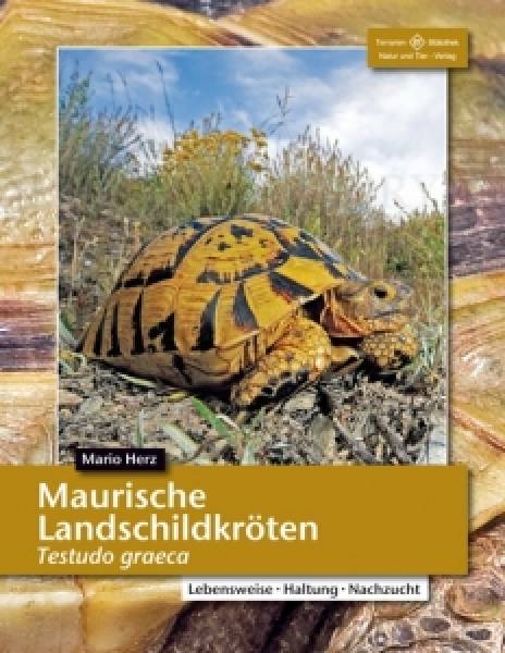 Maurische Landschildkröten